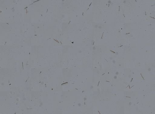 cf. Spongia