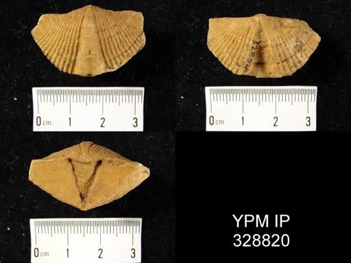 Platyrachella sp.