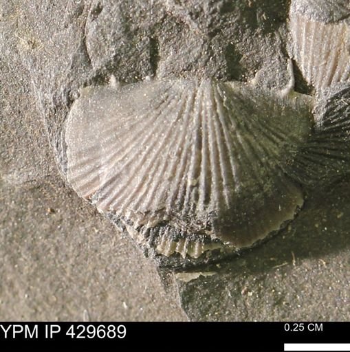 Devonochonetes sp.