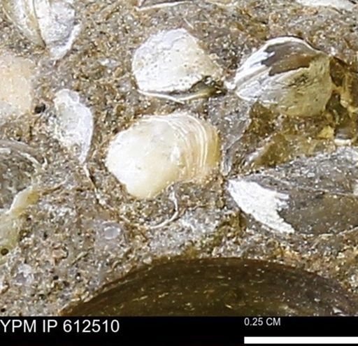 Protocardia sp.