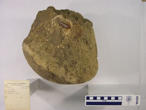 Mammut americanum