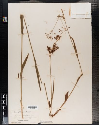 Luzula parviflora