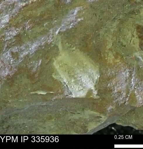 undet. Mollusca