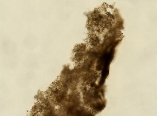 Agelas sp.