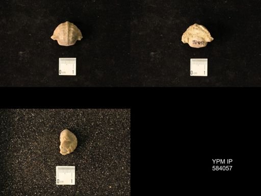 Pharkidonotus tricarinatus