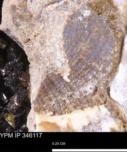 undet. Mollusca