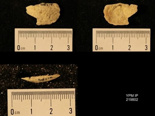 Chonetes granulifer