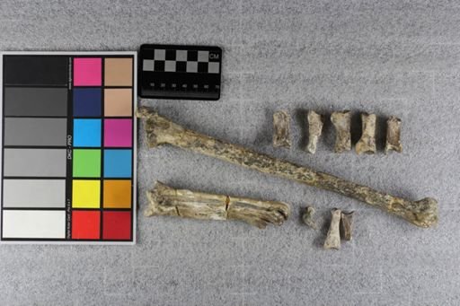 Hesperornis altus