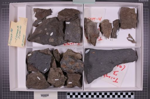 mixed taxa, stratigraphic collection