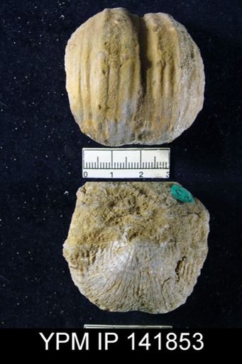 Productus (Dictyoclostus) indicus