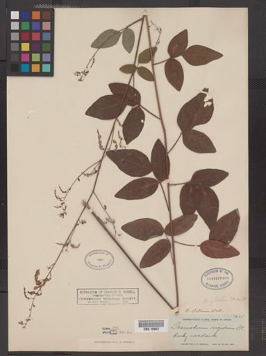 Desmodium glabellum