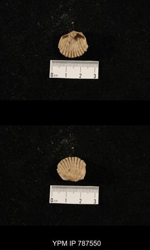 undet. Brachiopoda