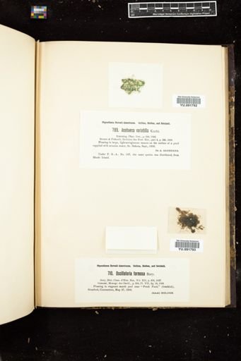 Oscillatoria formosa
