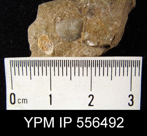 Chonetes scitulus