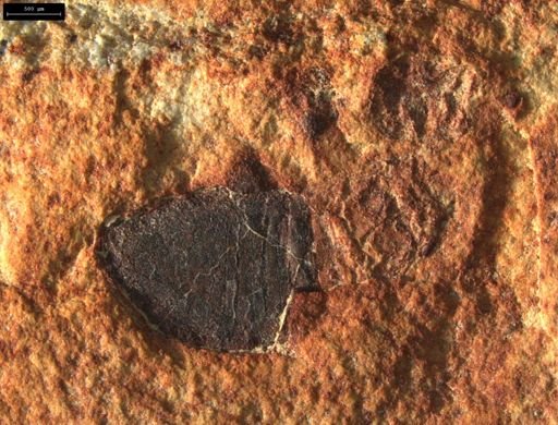 undet. Insecta