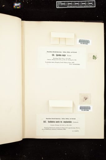 Oscillatoria sancta f. aequinoctialis