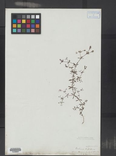 Galium tinctorium