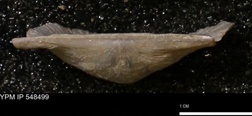 Stropheodonta callawayensis