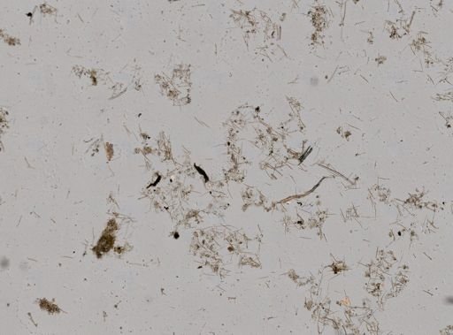 Clionidae