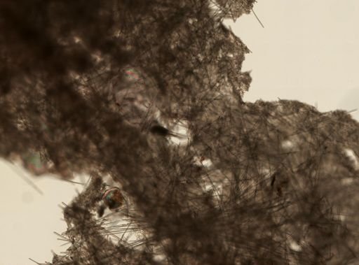 Halichondrida