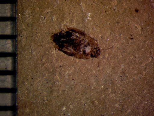 undet. Coleoptera