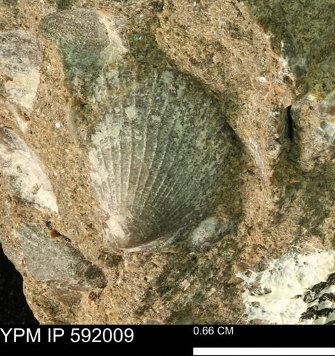 Oxytoma (Hypoxytoma) nebrascana