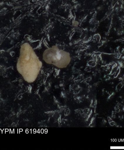 undet. Foraminiferida
