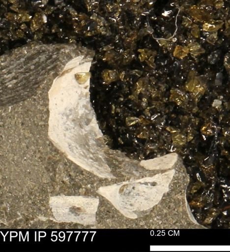 Limopsis striatopunctatus