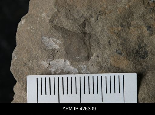Erieopterus sp.