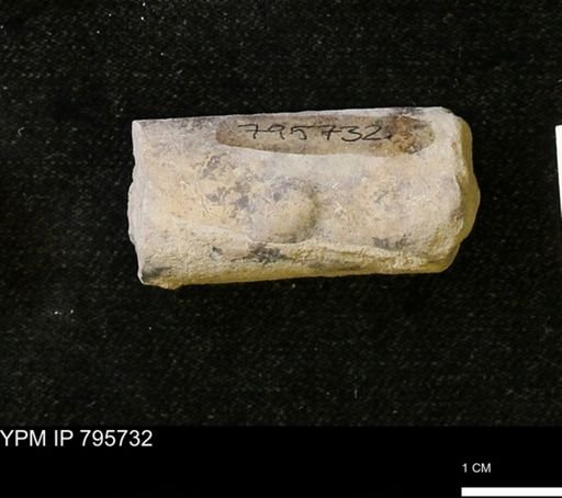 Baculites sp.