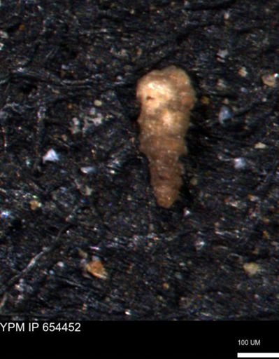 Verneuilinoides hectori