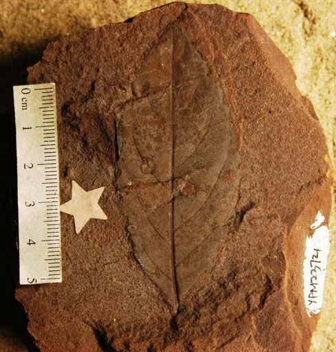 Celastrus veatchii