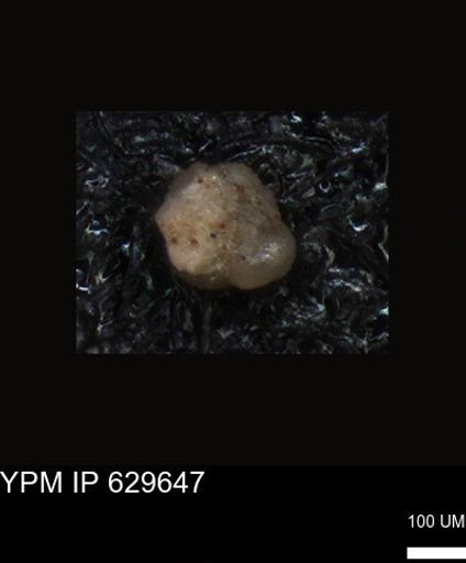 undet. Foraminiferida