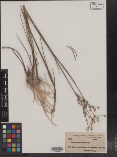 Plantae