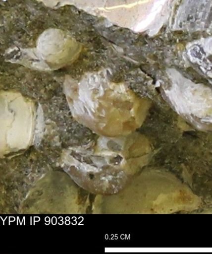 Corbulamella?