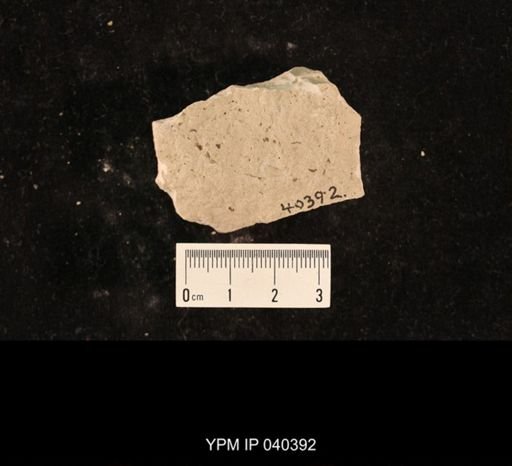 Lemmatophora typa