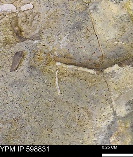 undet. Mollusca
