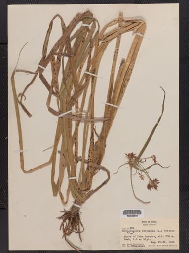 Rhynchospora
