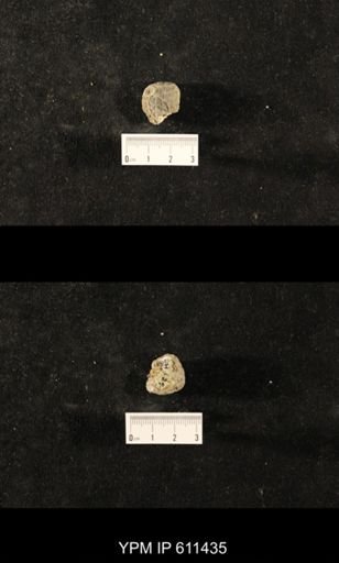 Glyptocrinus decadactylus