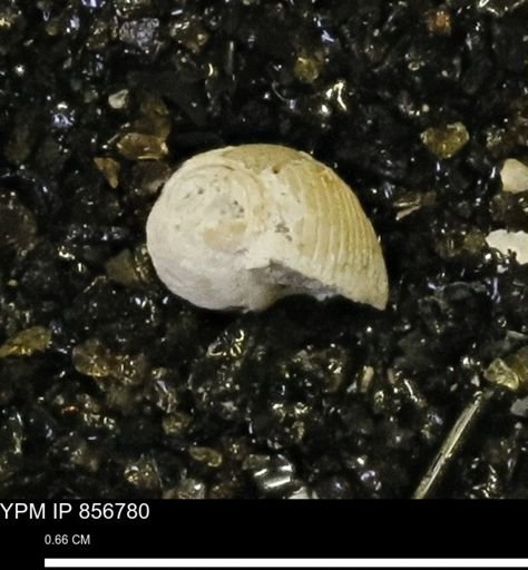 Euspira sp.