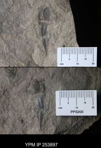 Pterygotus juvenis