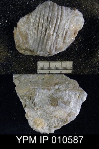 Productus ivesi