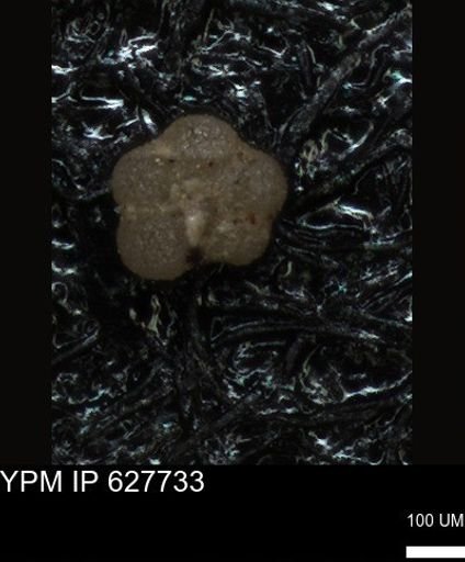 undet. Foraminiferida