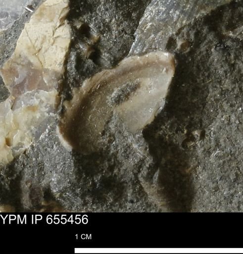 Bivalvia