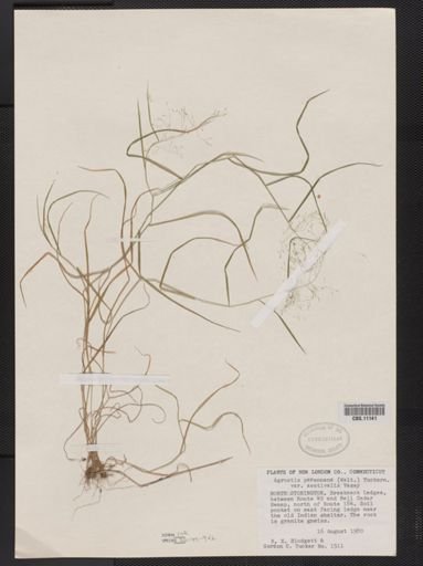 Agrostis perennans