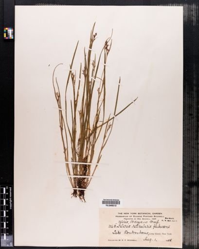 Scleria reticularis