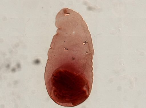 Eucestoda