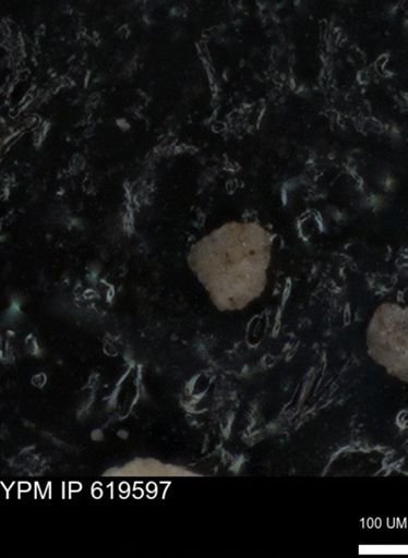 undet. Foraminiferida