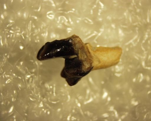 Palaeosinopa sp.
