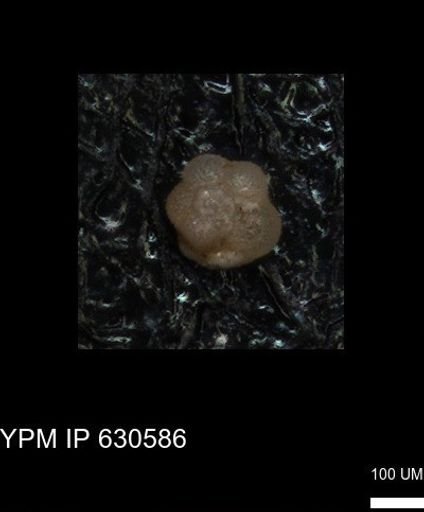 undet. Rugoglobigerinidae